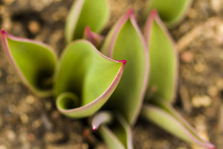 Shoots of tulips breaking Spring ground.の写真素材