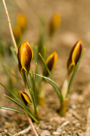 Yellow crocus in spring garden.の写真素材