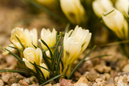 White crocus in spring garden.の写真素材