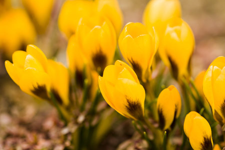 Yellow crocus in spring garden.の写真素材