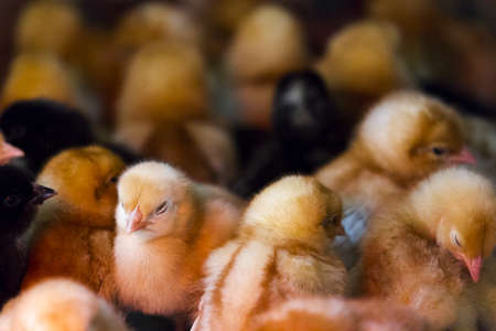 A bunch of little chicks on a farm. They're crowded around heat lamp.の写真素材