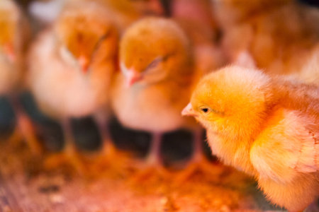 A bunch of little chicks on a farm. They're crowded around heat lamp.の写真素材