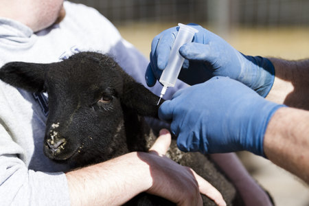 Vaccination of suffolk lamds on a local farm .の写真素材