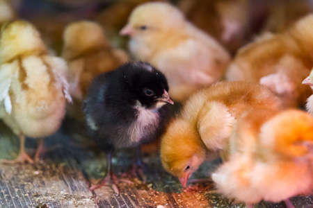 A bunch of little chicks on a farm. They're crowded around heat lamp.の写真素材