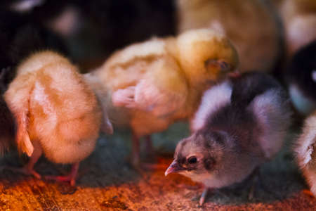 A bunch of little chicks on a farm. They're crowded around heat lamp.の写真素材