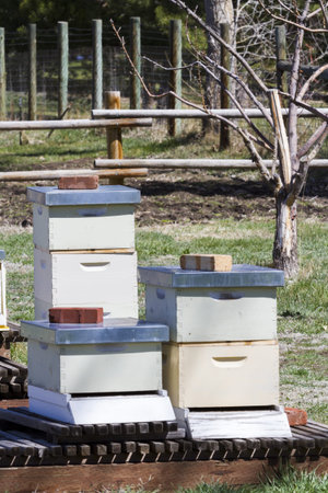 Small beekeeping at the local farm.