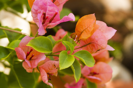 Blooming bougainvillea in tropics.