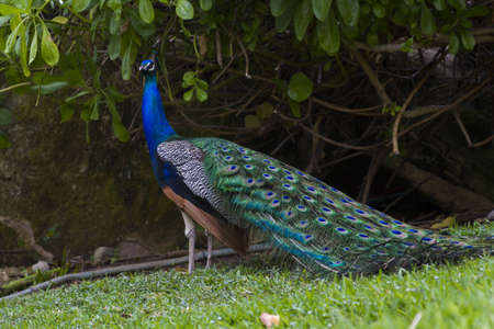 Peacock in tropical climate.の写真素材