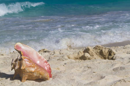 Large sea shell on the beach.の写真素材