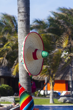 Coconut trees decorated for distanation wedding.の写真素材