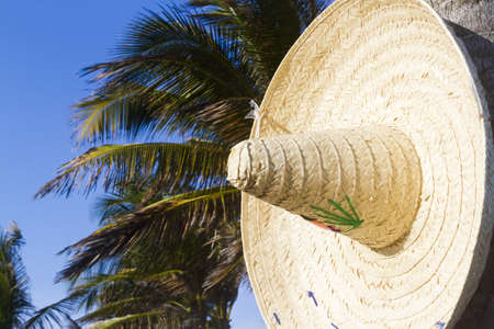 Coconut trees decorated for distanation wedding.の写真素材