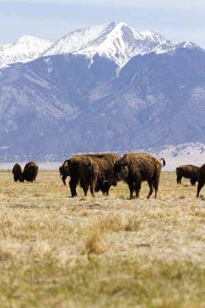 Buffalo ranch on Midwest.の写真素材