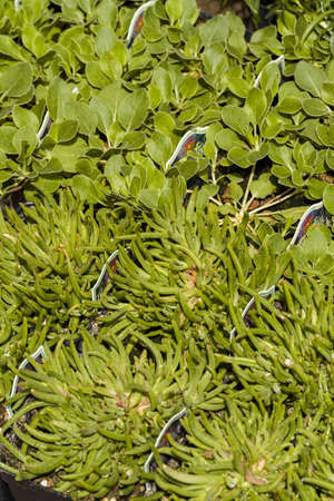 Spring flowers on display at local nursery.のeditorial素材