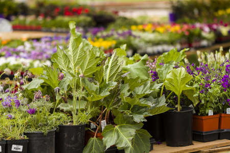 Spring flowers on display at local nursery.のeditorial素材
