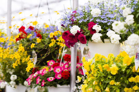 Spring flowers on display at local nursery.のeditorial素材