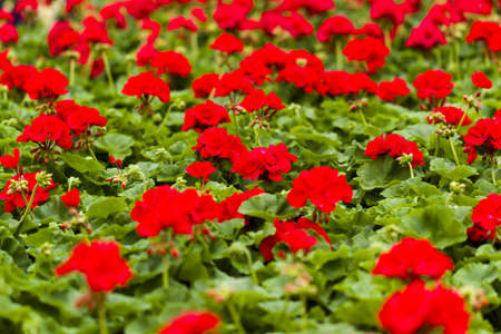 Spring flowers on display at local nursery.の写真素材