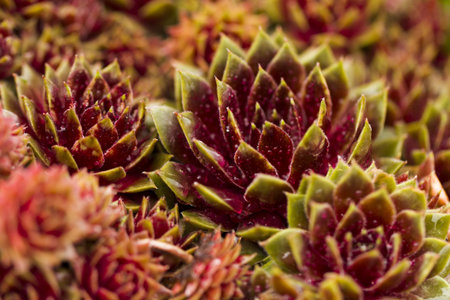 Spring garden in full bloom.の写真素材