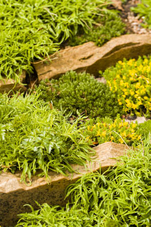 Spring garden in full bloom.の写真素材