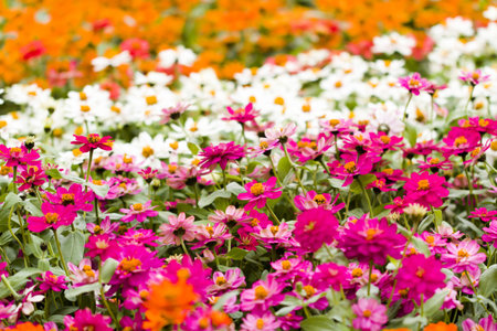 Spring flowers on display at local nursery.