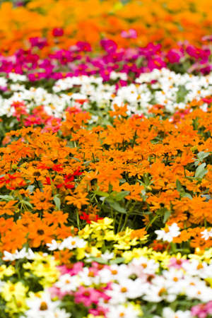 Spring flowers on display at local nursery.の写真素材
