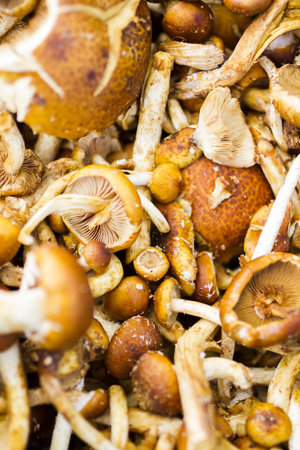 Fresh produce at the local Farmers Market.の写真素材