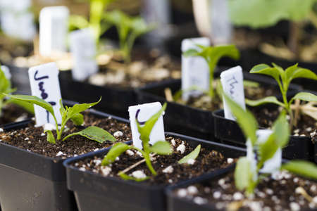 Fresh produce at the local Farmers Market.の写真素材