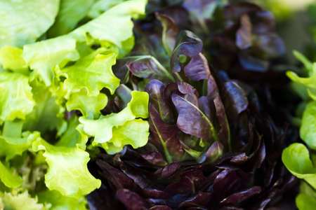 Fresh produce at the local Farmers Market.の写真素材