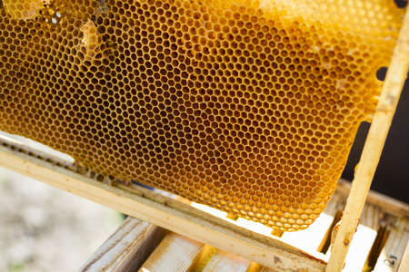 Installation of bee hives at new location.の写真素材