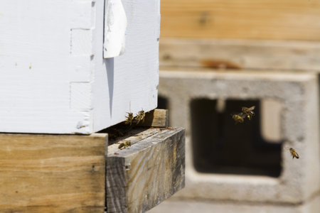 Installation of bee hives at new location.