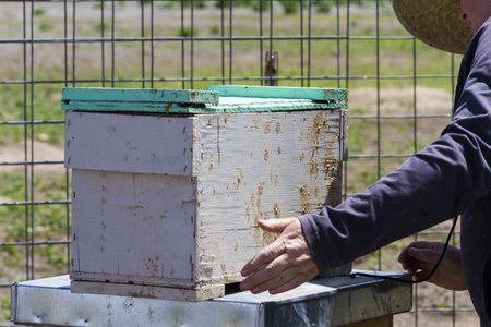 Installation of bee hives at new location.