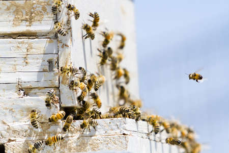 Installation of bee hives at new location.の写真素材