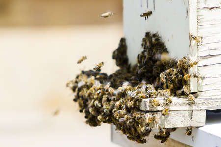 Installation of bee hives at new location.の写真素材