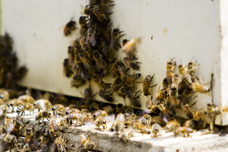 Installation of bee hives at new location.