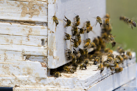 Installation of bee hives at new location.の写真素材