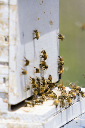 Installation of bee hives at new location.の写真素材