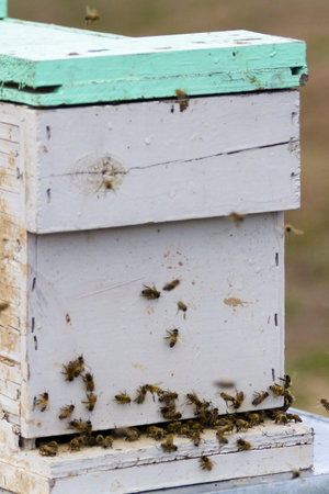 Installation of bee hives at new location.