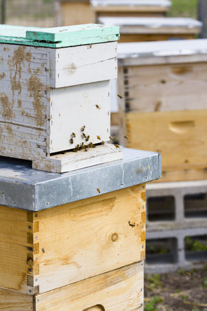 Honey bees return to the honey hive.