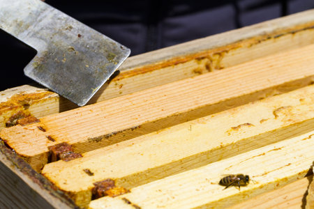 A beekeeper checking her hive.の写真素材