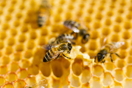 Bees working on honeycomb.の写真素材