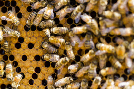 Bees working on honeycomb.の写真素材