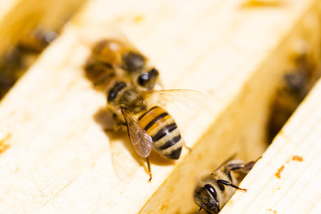 Bees working on honeycomb.