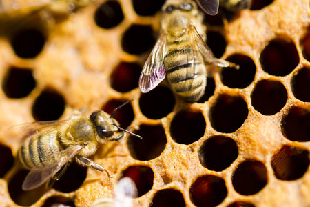 Bees working on honeycomb.