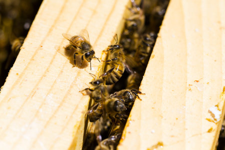 Bees working on honeycomb.