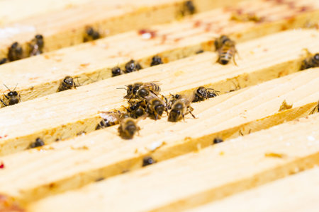 Bees working on honeycomb.