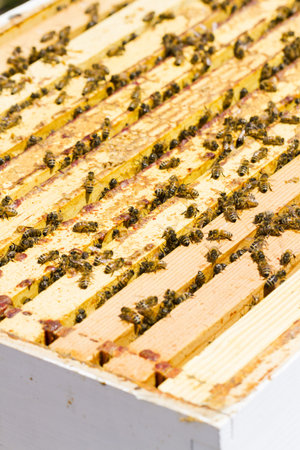 Bees working on honeycomb.