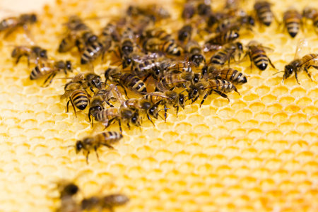 Bees working on honeycomb.