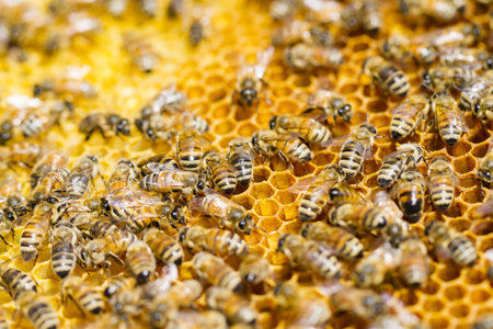 Bees working on honeycomb.