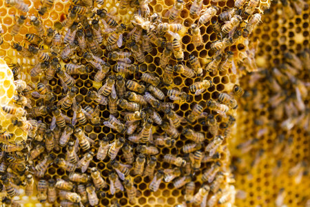 Bees working on honeycomb.