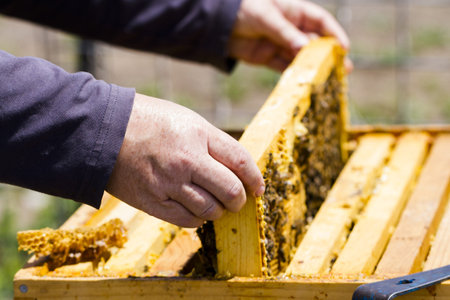 A beekeeper checking her hive.