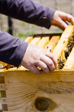 A beekeeper checking her hive.